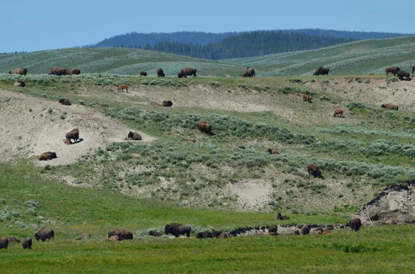 Animals Yellowstone National Park Wilderness Recreation Area Wyoming United States — Stockfoto