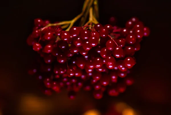 Detailní Záběr Visící Banda Guelder Růží Izolovaných Černém Pozadí — Stock fotografie