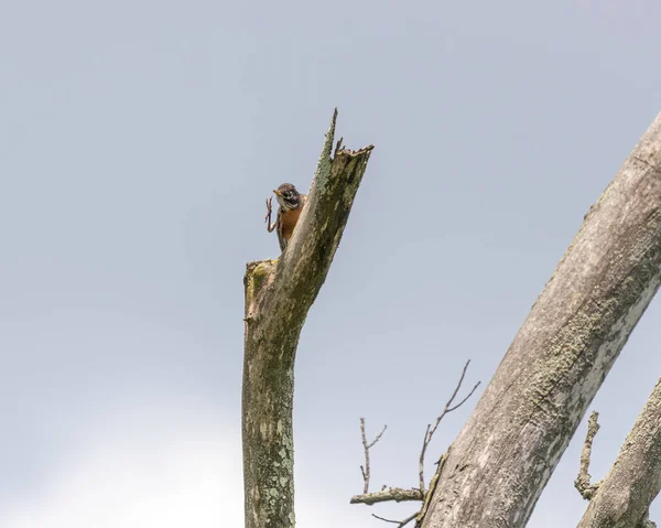 美国新泽西州阿韦内尔市欧内斯特 奥洛斯野生动物保护区 一只小鸟栖息在一棵树上 — 图库照片