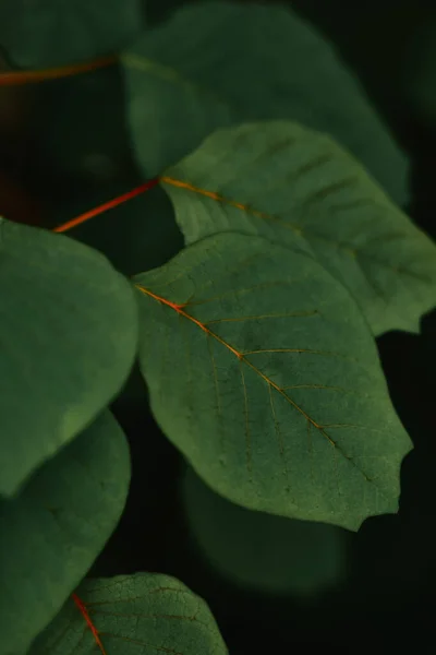 Tiro Seletivo Foco Das Folhas Planta Jardim Botânico Iasi Romênia — Fotografia de Stock