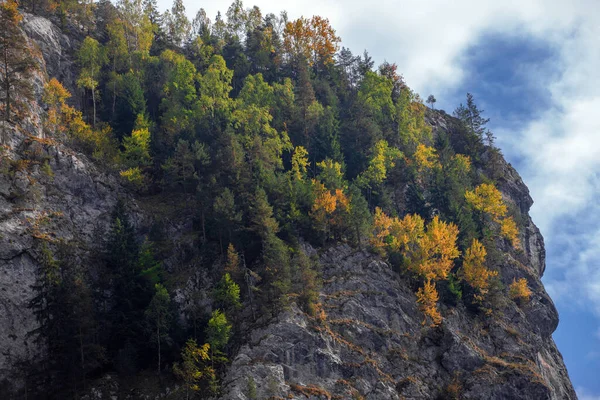 Trees Grown Slope Rock — Fotografia de Stock