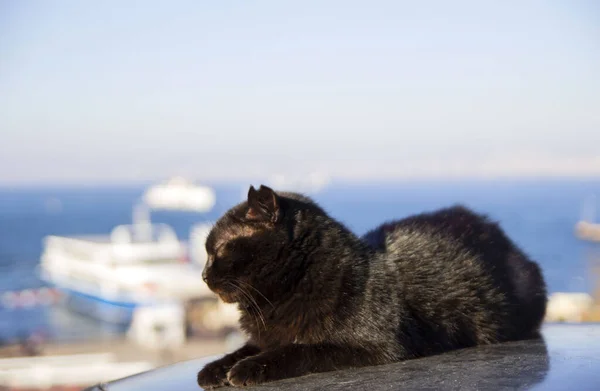 Gato Preto Relaxando Telhado Carro Istambul — Fotografia de Stock