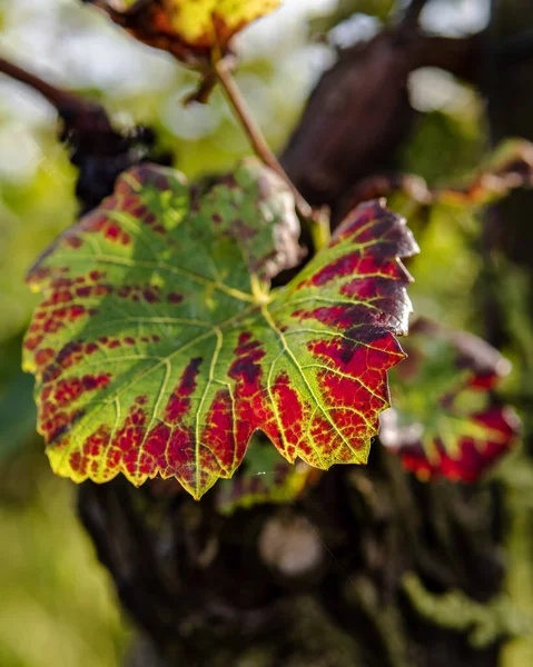 Close Shot Beautiful Green Grape Leaf Red Edges Vineyard Sunny — Stock Photo, Image