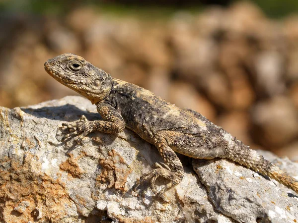 Starred Agama Lizard Crawling Rock Stellagama Stellio — Stock Photo, Image