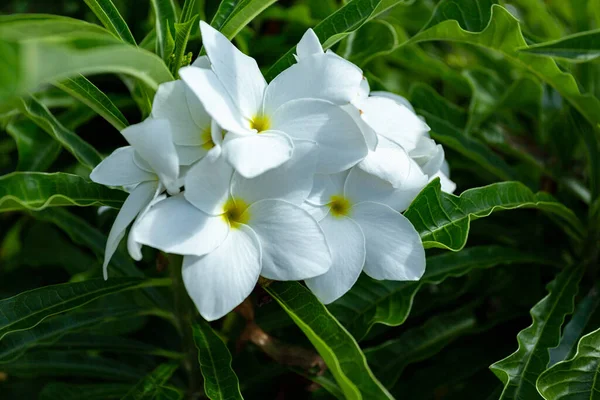 Primer Plano Hermosas Flores Blancas Jardín —  Fotos de Stock