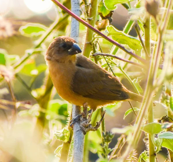 Selective Focus Shot Indian Silverbill Perching Branc — 스톡 사진