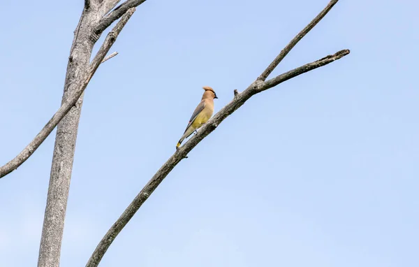 Een Kleine Vogel Een Boom Bij Ernest Oros Wildlife Preserve — Stockfoto