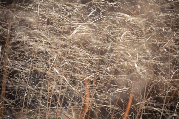 抽象的な背景 光に輝く草の質感 — ストック写真