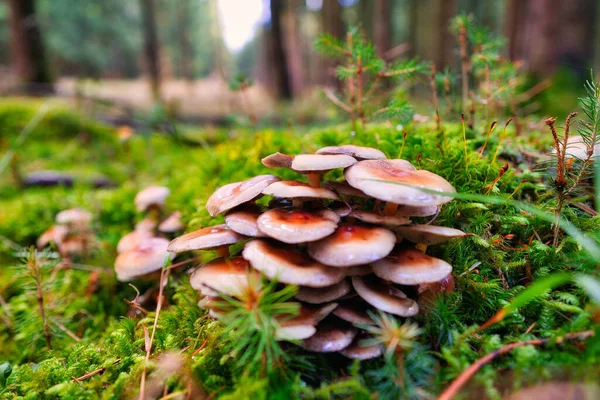 Macro Closeup Shot Many Pholiota Microsporas Ground Ood Wallpaper — Foto de Stock