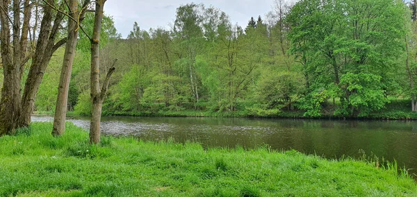 Piękny Widok Rzekę Przez Las — Zdjęcie stockowe