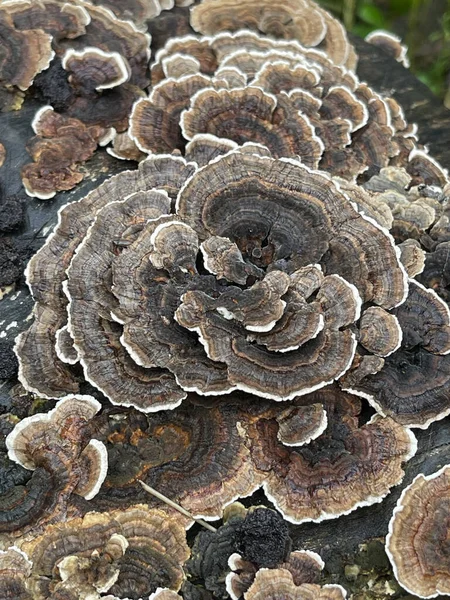 Una Vista Dall Alto Una Texture Funghi Coda Tacchino — Foto Stock