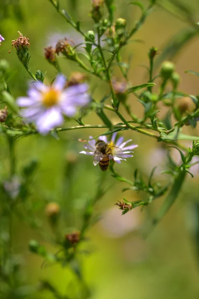 Selective Focus Shot Bees Standing Sucks Nectar Sunflowers Garden Spring — Stock Photo, Image