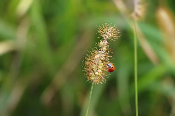 Beautiful Macro Shot Ladybug Vascular Plant Blurry Background — Φωτογραφία Αρχείου