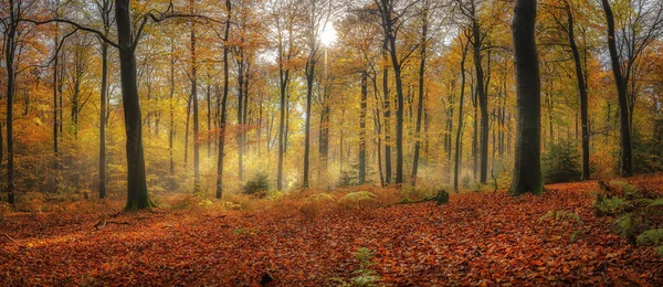 Een Beukenbos Herfst Futuna Een Sunna Dag — Stockfoto