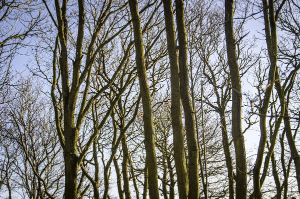 Gökyüzündeki Yapraksız Ağaçlar — Stok fotoğraf