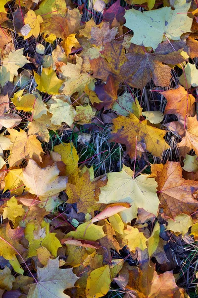 Ein Schöner Schuss Herbstblätter — Stockfoto