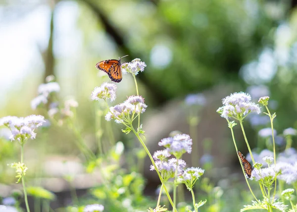 Çiçeklerdeki Kelebeklerin Güzel Bir Sahnesi — Stok fotoğraf