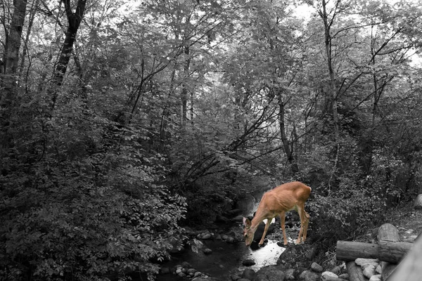 Beautiful Grayscale View Trees River Deer Drinking Water — стоковое фото
