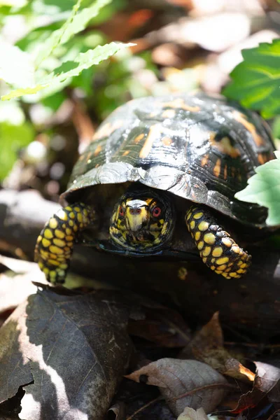 Vertical Closeup Eastern Box Turtle Outdoors Forest Daylight — ストック写真