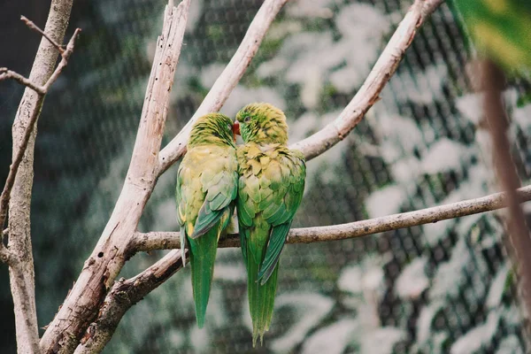 Una Hermosa Vista Dos Loros Enicognathus Sentados Una Rama —  Fotos de Stock