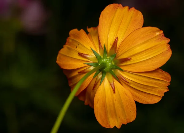 Ένα Κοντινό Πλάνο Από Ένα Λουλούδι Του Κίτρινου Κόσμου Πράσινο — Φωτογραφία Αρχείου