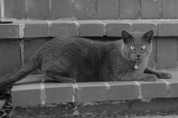 Grayscale Shot British Shorthair Cat Resting Yard — Stok fotoğraf