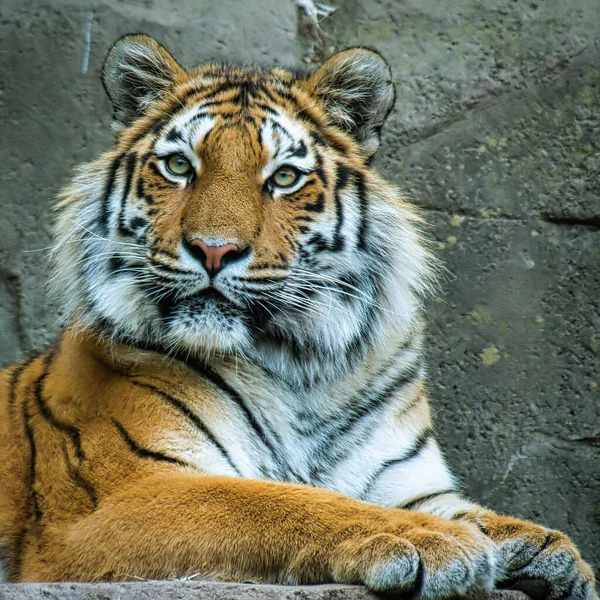 Retrato Tigre Siberiano Mintiendo Curiosamente Mirando Alrededor — Foto de Stock