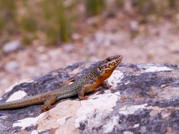 Erhard Wall Lizard Crawling Rock Greece — Stockfoto