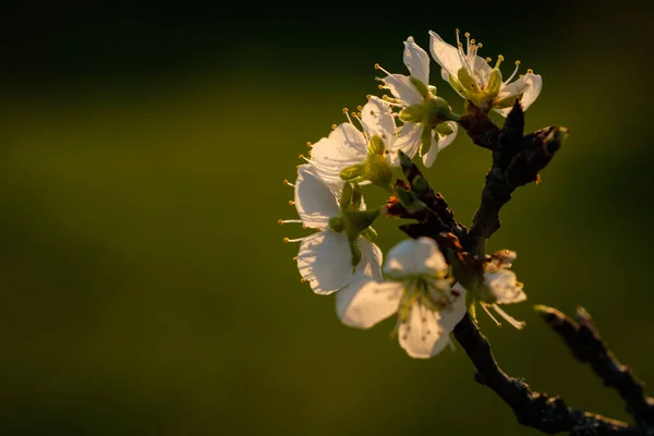 Selective Focus Blossomed Flowers Apple Tree —  Fotos de Stock