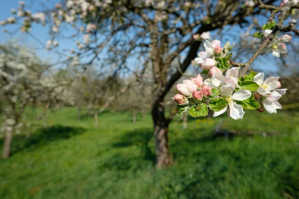 Вибірковий Фокус Зображення Рожевих Білих Квітів Яблуні Навесні — стокове фото