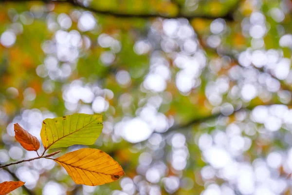 Selective Focus Yellow Leaves Branch Beech Tree — Stock Photo, Image
