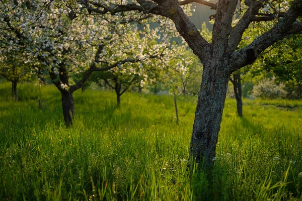 Baharda Bir Meyve Ağacı Tarlası — Stok fotoğraf