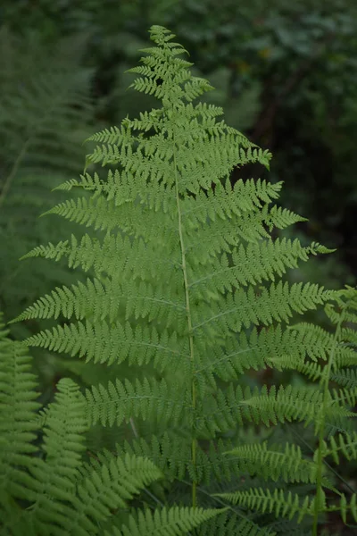 Close Shot Green Fern Grown Garden — Stock Photo, Image