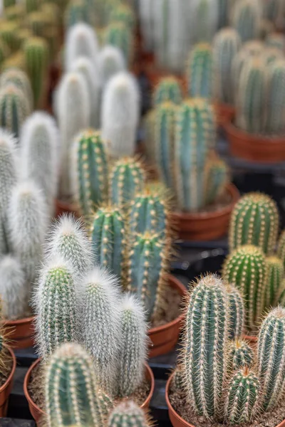 Plan Vertical Différents Types Cactus Désert Plantés Dans Des Pots — Photo