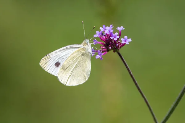 Closeup Large White Butterfly Hanging Purpletop Vervain Plant Blurry Background — Stock Photo, Image