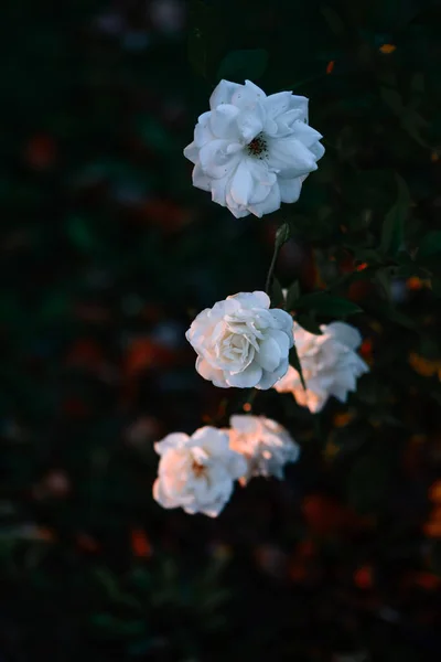 Μια Κορυφαία Άποψη Ρηχή Εστίαση Των Όμορφων Λευκών Τριαντάφυλλων Στο — Φωτογραφία Αρχείου