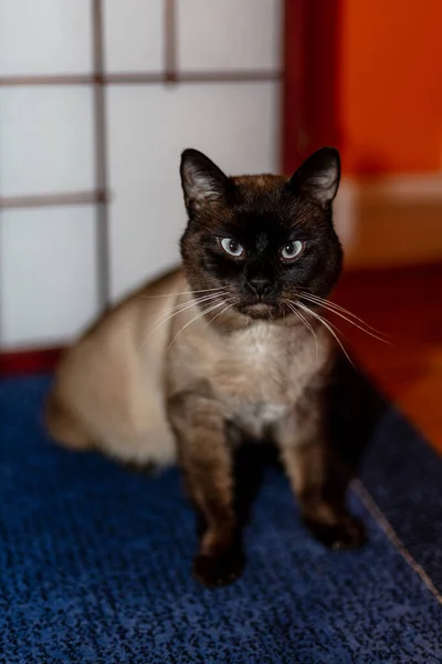 Vertical Shot Siamese Cat Looking Grumpy — Fotografia de Stock