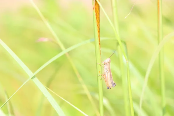 Macro Shot Grasshopper Branch Field Blurry Background — 图库照片