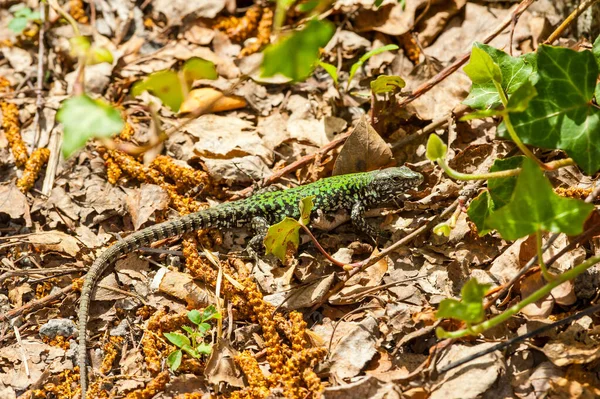 Common Wall Lizard Ground Covered Dry Leave — Foto de Stock