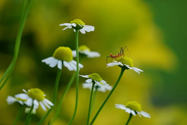 Tiro Close Inseto Uma Flor Com Fundo Borrado — Fotografia de Stock