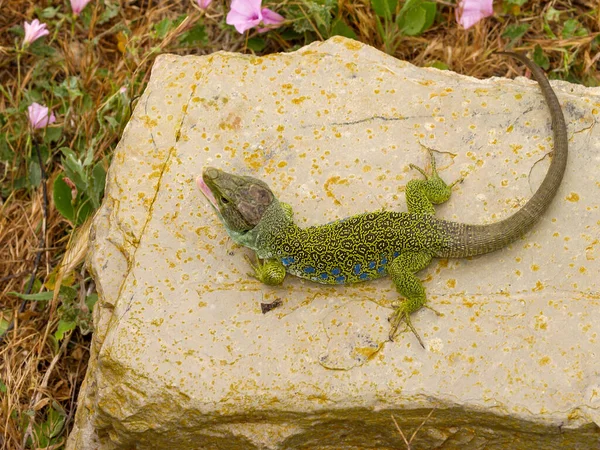 Lacerta Lepida Lizard Crawling Ground Spain — Fotografia de Stock