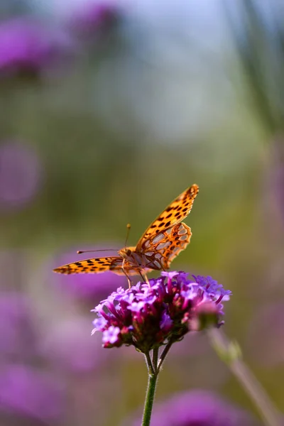 Beautiful Shot Colorful Butterfly Flower Botanical Garden Iasi Romania — Photo