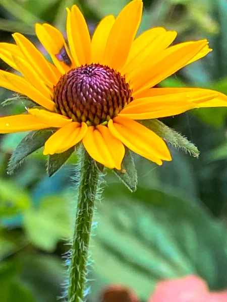 Vertical Selective Focus Yellow Sunflower Blurry Background — Stok fotoğraf