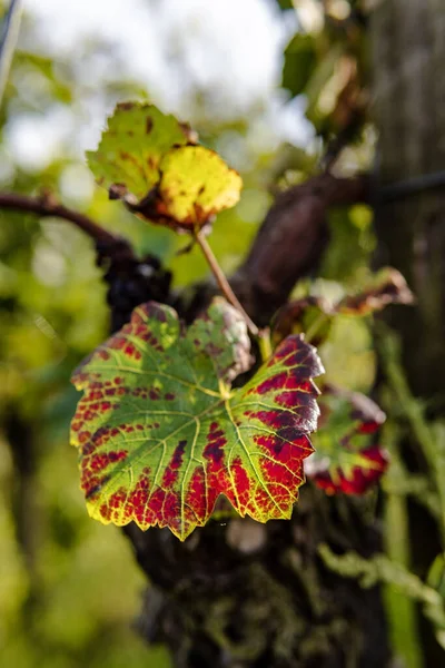 Vertical Shot Beautiful Green Grape Leaf Red Edges Vineyard Sunny — Stock Photo, Image