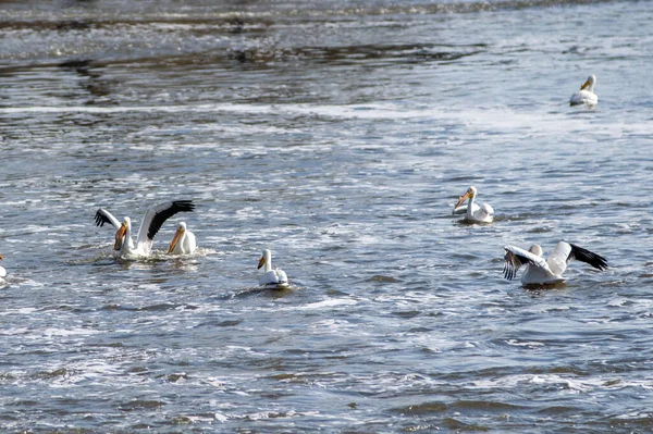 Stado Pelikanów Pływających Rzece — Zdjęcie stockowe
