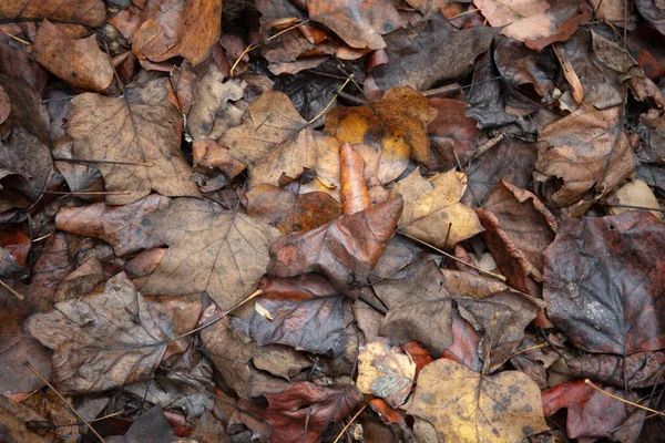 Eine Nahaufnahme Feuchter Herbstblätter Auf Dem Boden Freien — Stockfoto