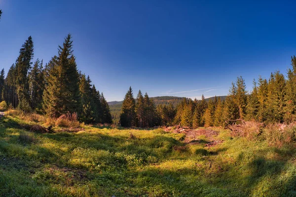 Beautiful Landscape Green Lawn Surrounded Spruces — Stock Photo, Image