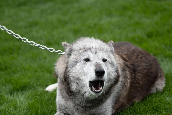 Closeup Shot Alaskan Malamute Chained Its Neck Outdoors — Stock Photo, Image