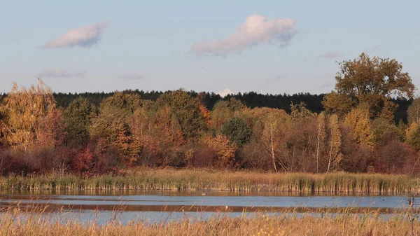 Eine Wunderschöne Szene Aus Herbstlandschaft Und Buntem Laub — Stockfoto