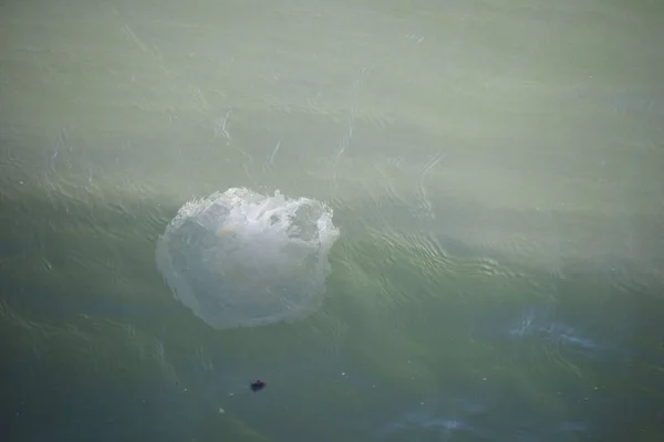 Aerial View Big Jellyfish Sea — Stock Photo, Image